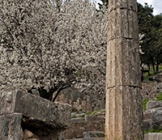 Delphi