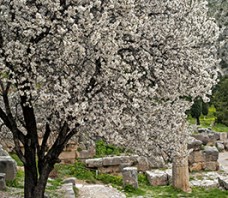 Delphi