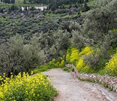 Delphi
